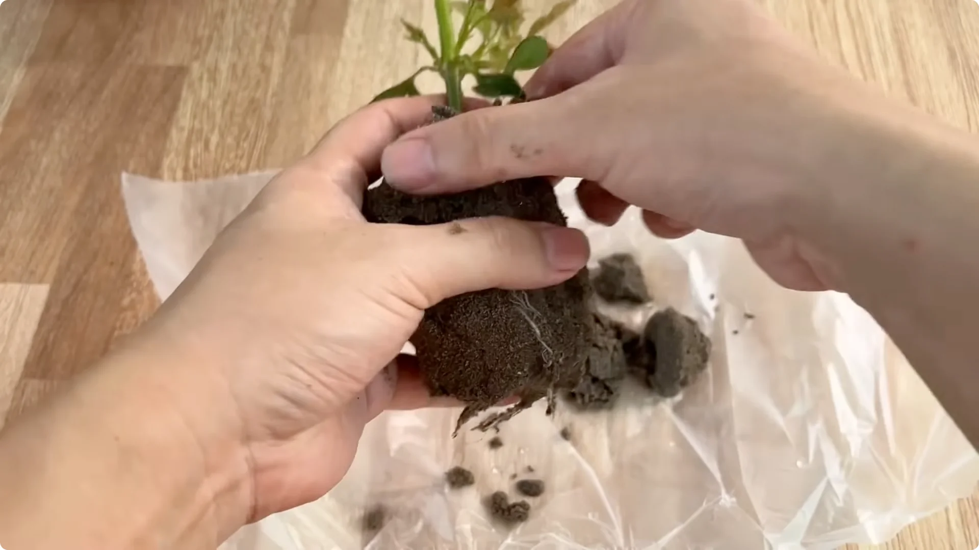 How One Cup Helps Rose Branches Root and Grow Rapidly screenshot 20