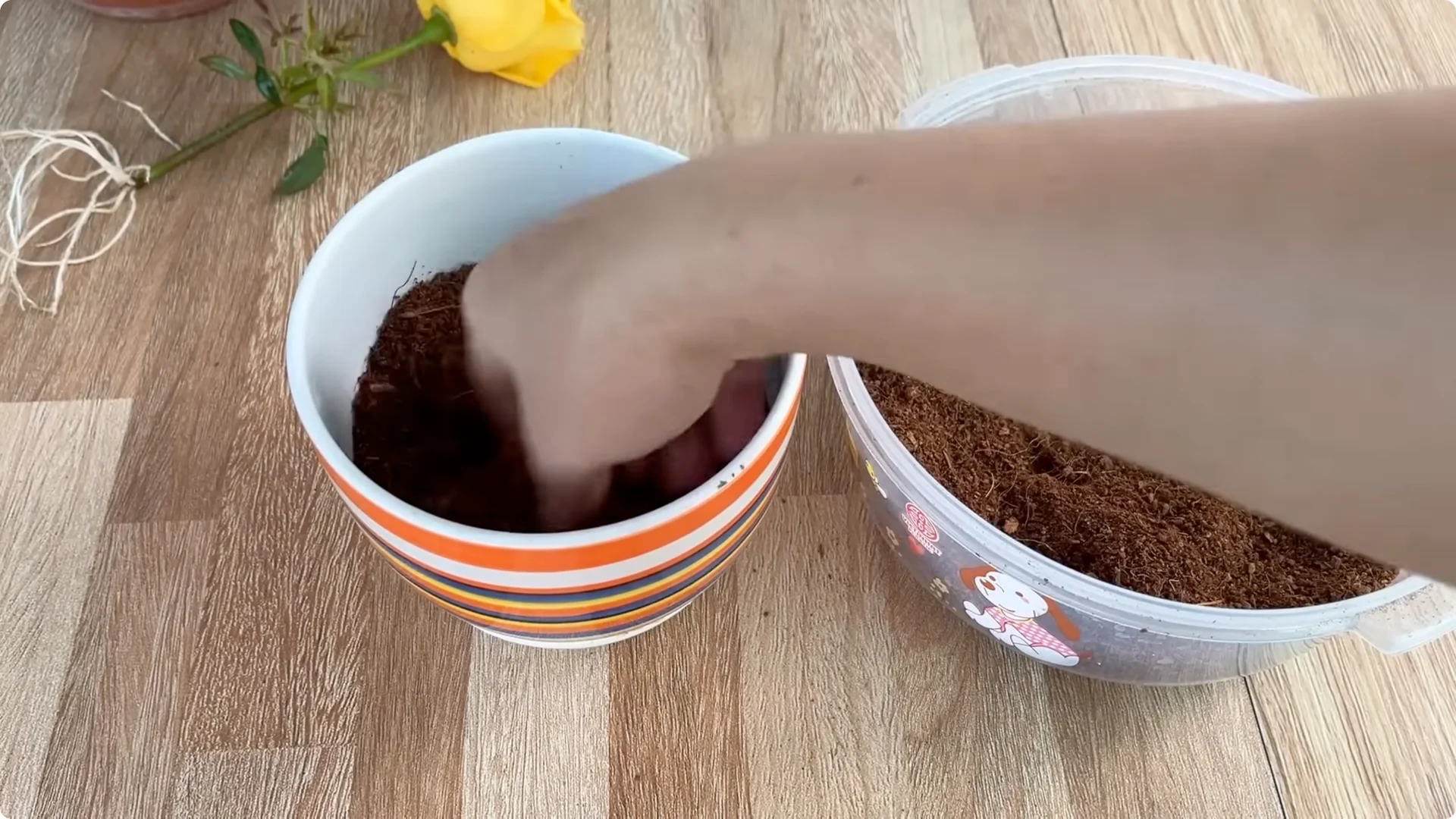 How One Cup Helps Rose Branches Root and Grow Rapidly screenshot 21