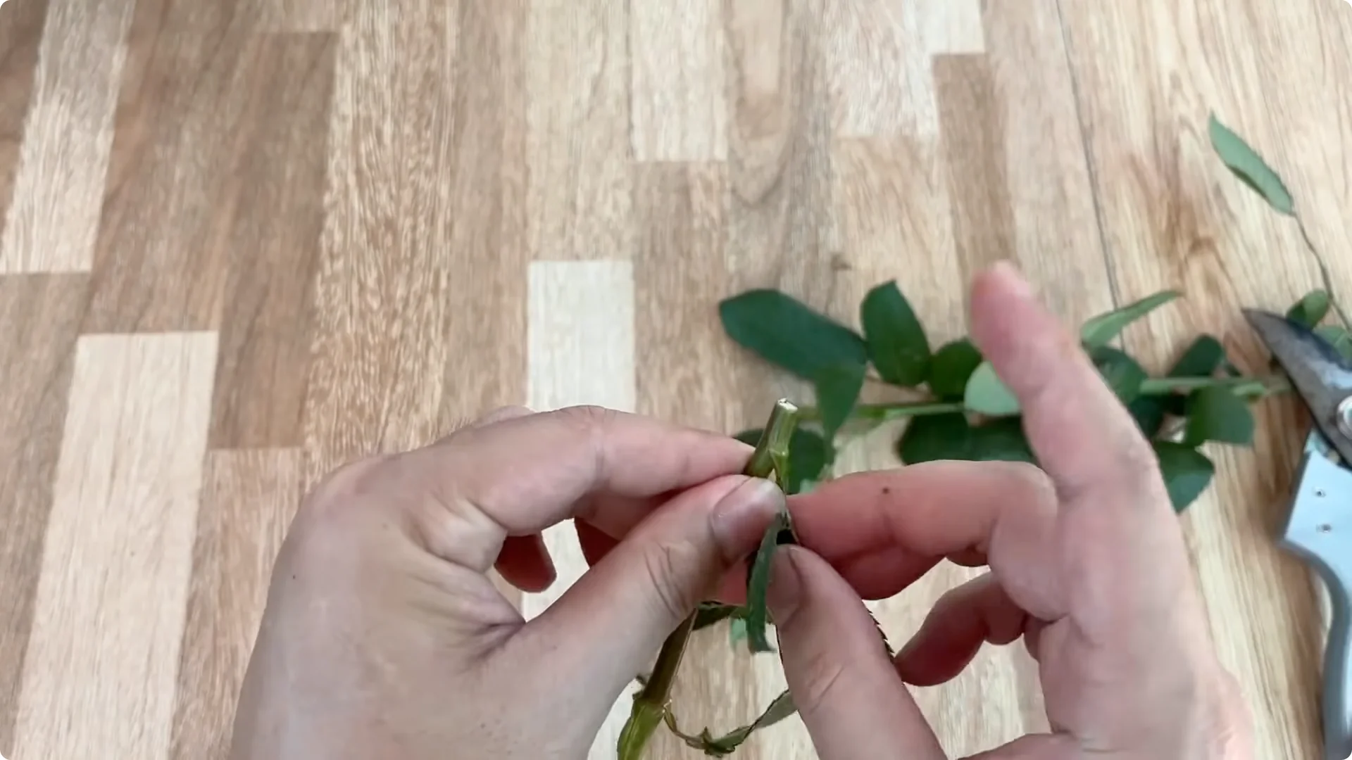 How One Cup Helps Rose Branches Root and Grow Rapidly screenshot 3