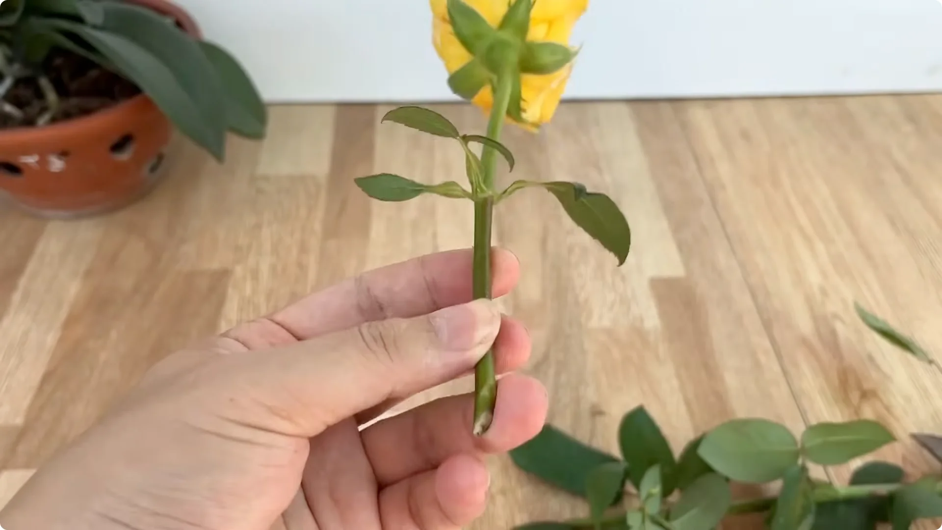 How One Cup Helps Rose Branches Root and Grow Rapidly screenshot 4