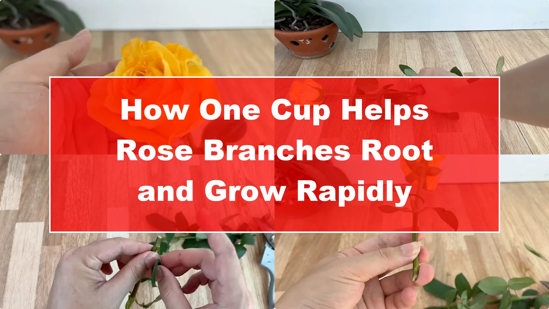 How One Cup Helps Rose Branches Root and Grow Rapidly - Featured Image
