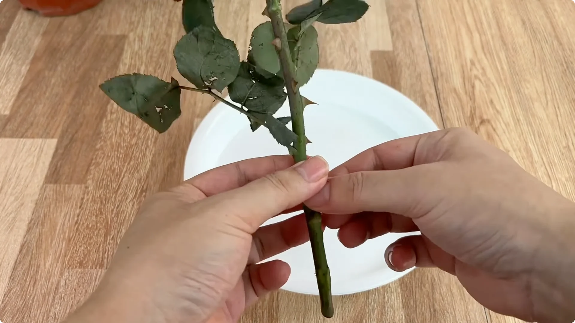 How One Cup Sparks Rapid Rooting and Blooming of Rose Branches screenshot 3