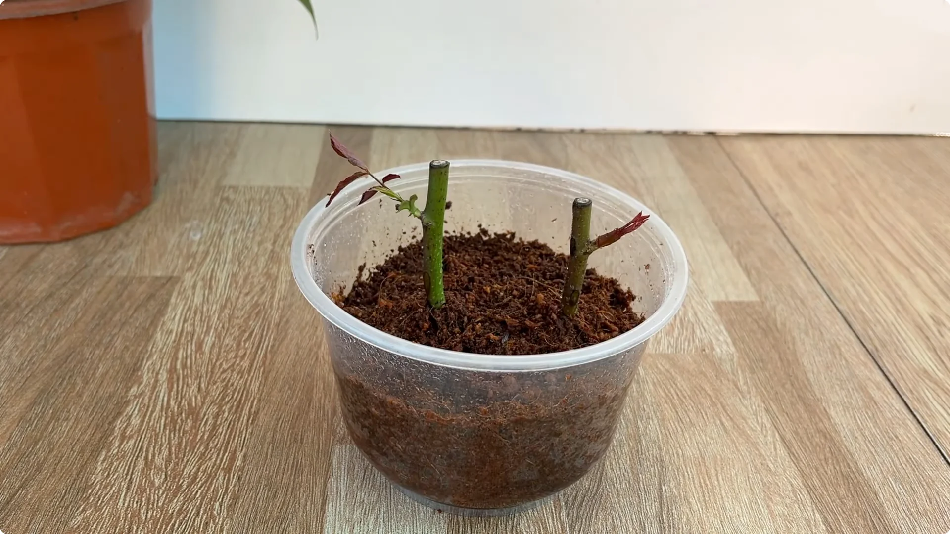 How One Cup Sparks Rapid Rooting and Blooming of Rose Branches screenshot 6