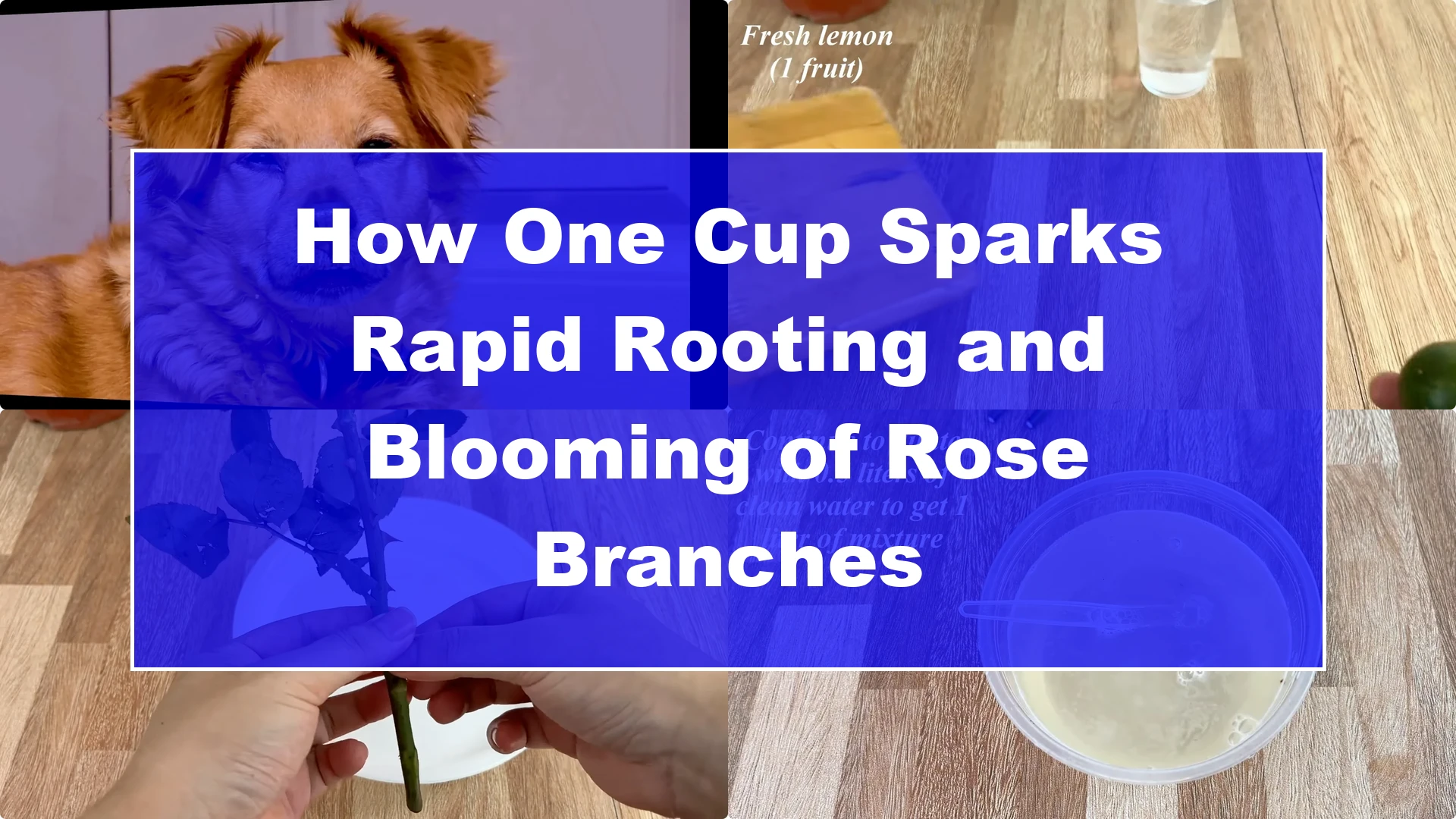 How One Cup Sparks Rapid Rooting and Blooming of Rose Branches - Featured Image