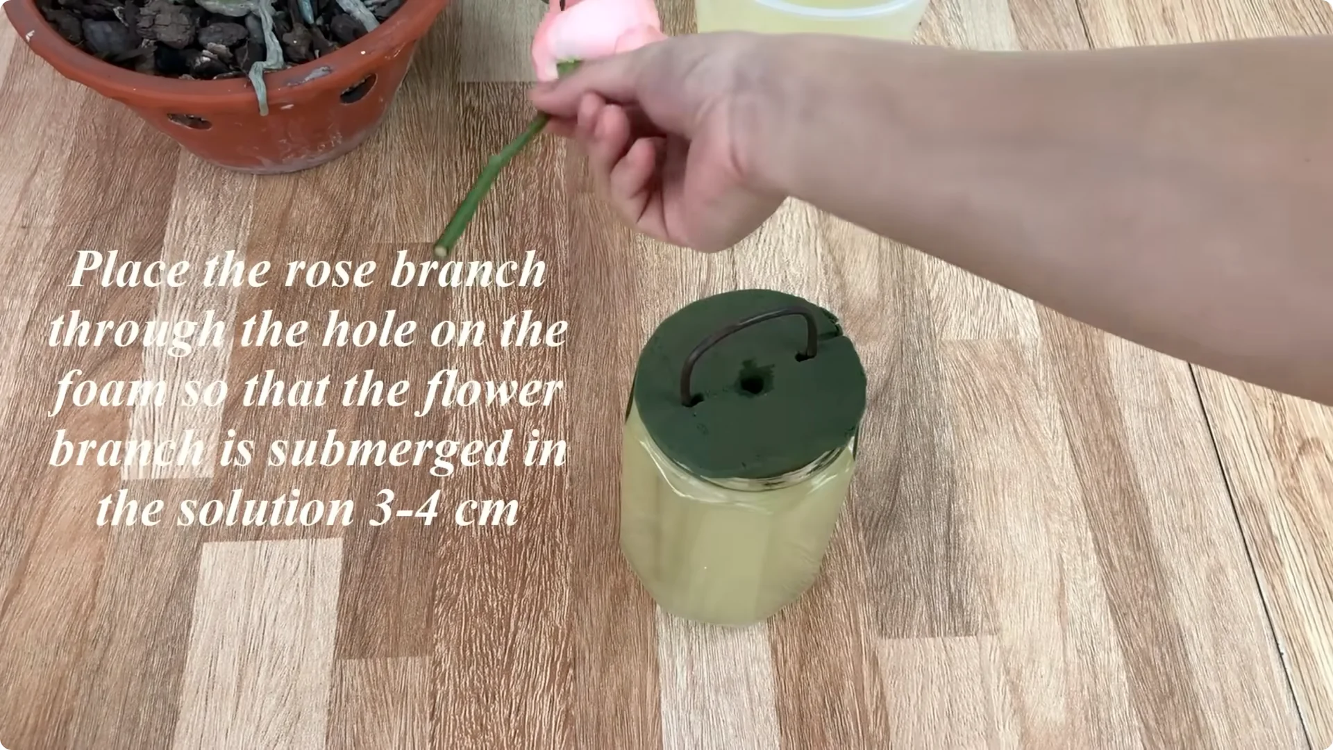 How One Cup Sparks Rose Branch Rooting and Blooming Success screenshot 5