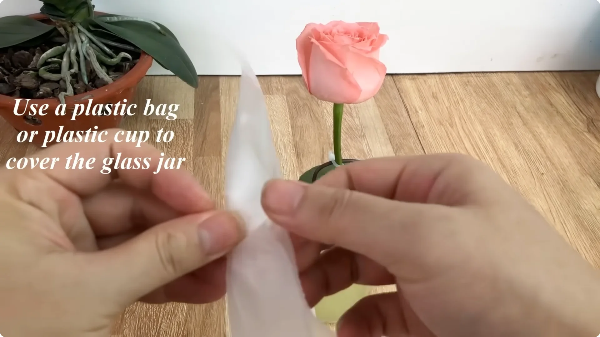 How One Cup Sparks Rose Branch Rooting and Blooming Success screenshot 6