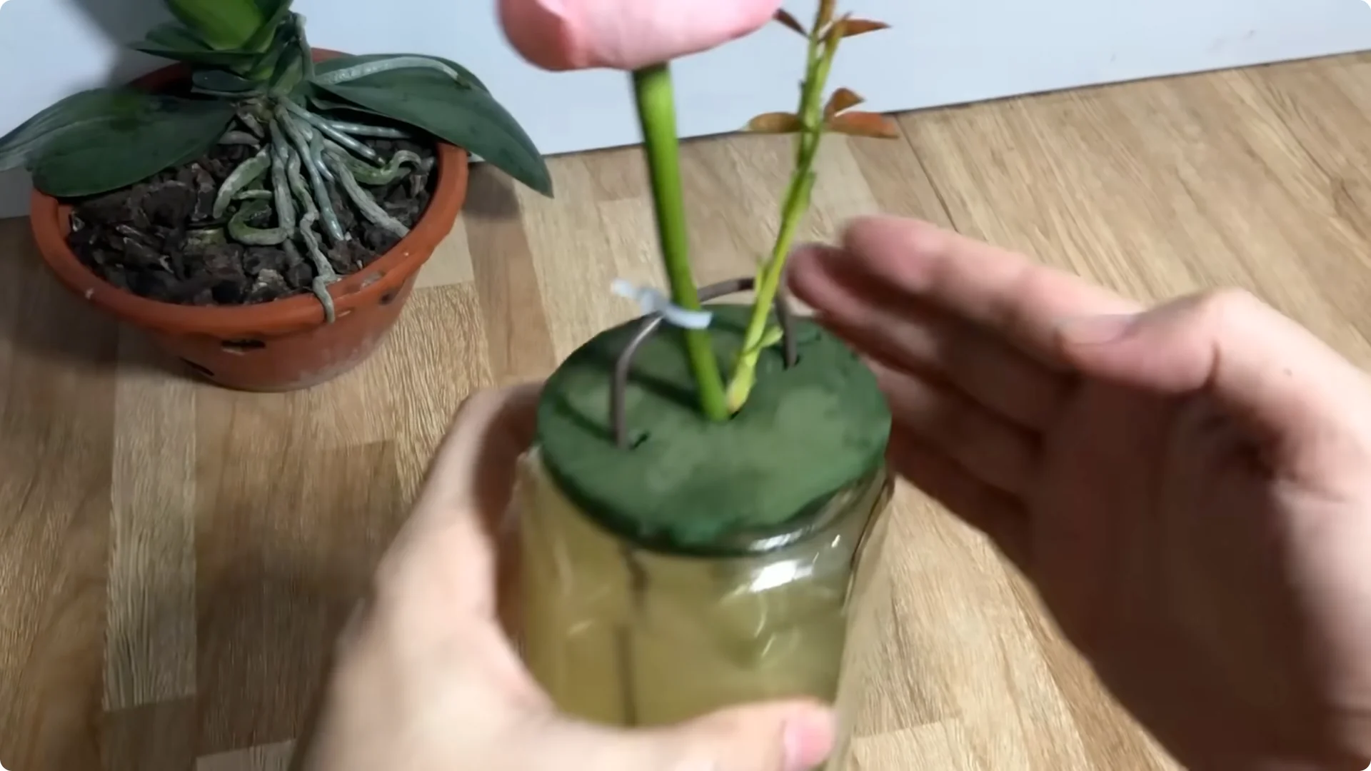 How One Cup Sparks Rose Branch Rooting and Blooming Success screenshot 7