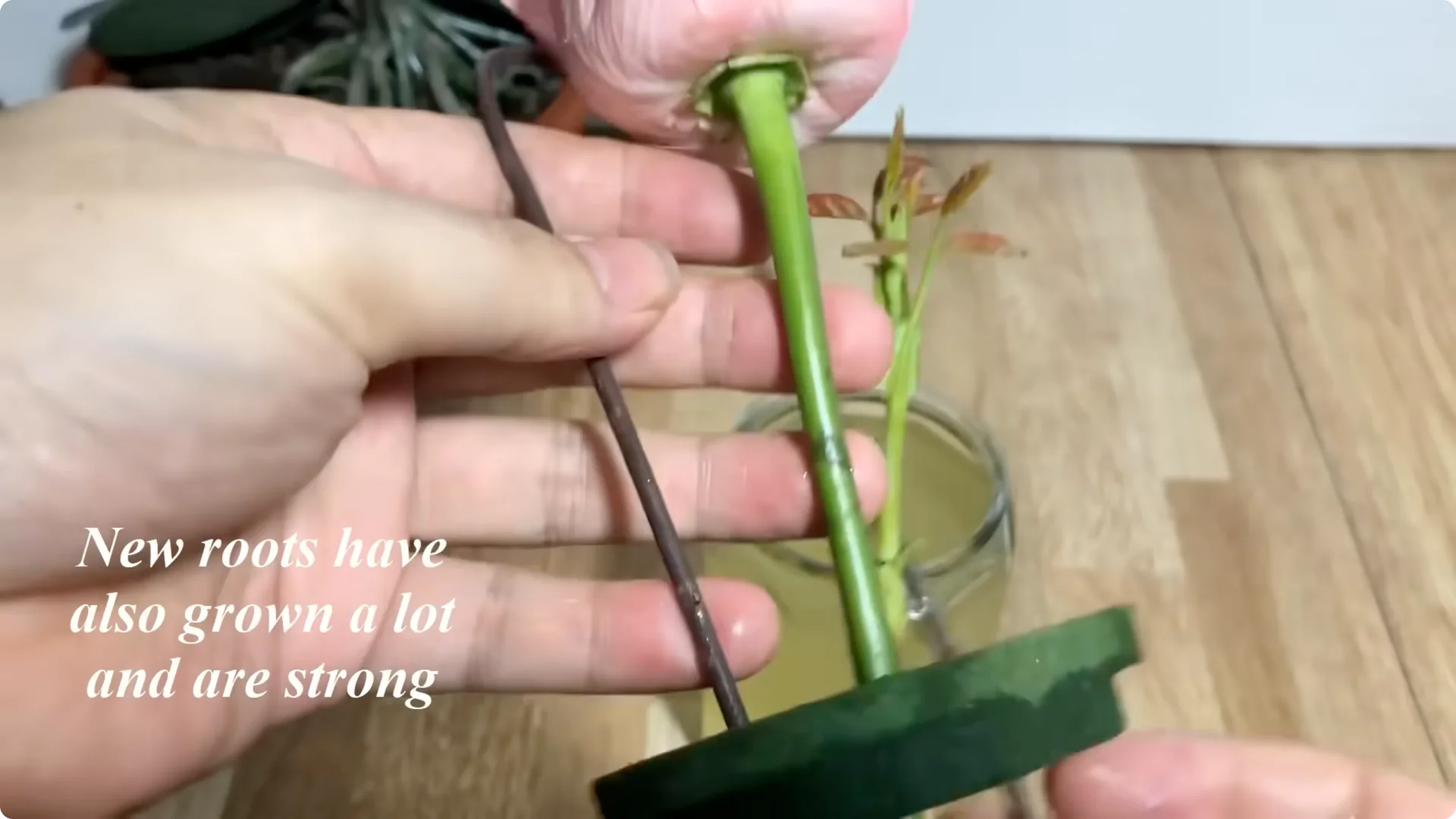 How One Cup Sparks Rose Branch Rooting and Blooming Success screenshot 8