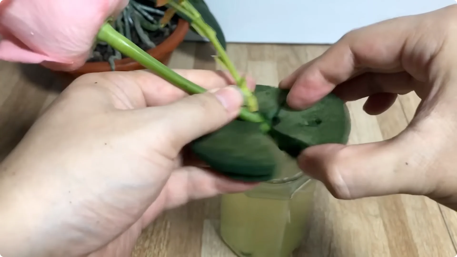 How One Cup Sparks Rose Branch Rooting and Blooming Success screenshot 9