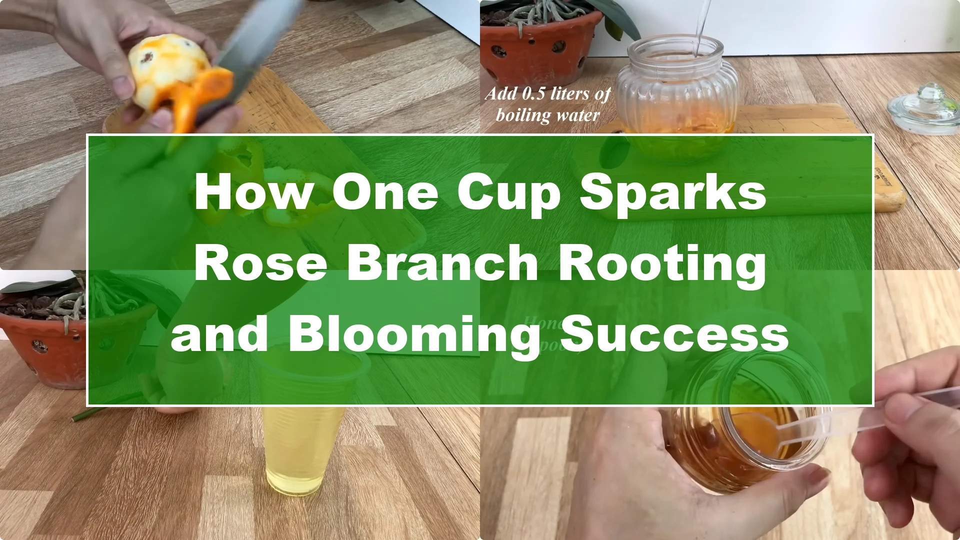 How One Cup Sparks Rose Branch Rooting and Blooming Success - Featured Image