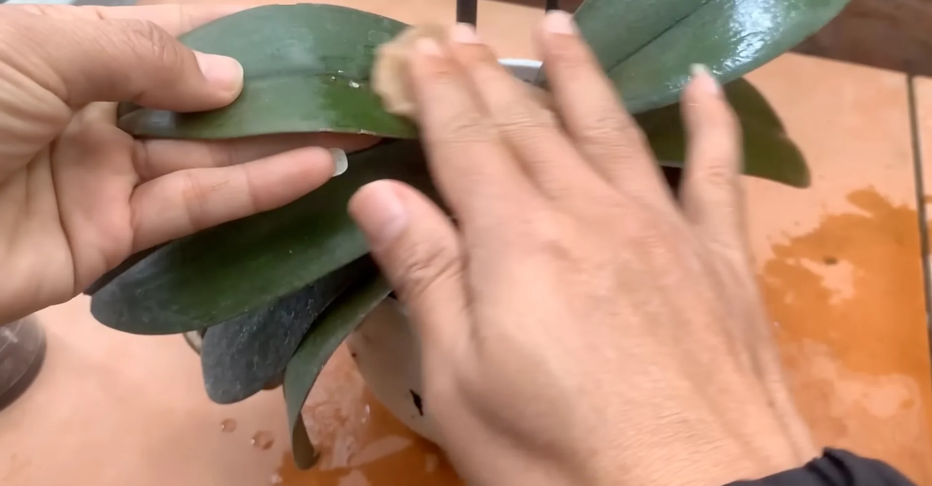 How One Cup Weekly Revives Orchid Blooms Consistently? screenshot 3