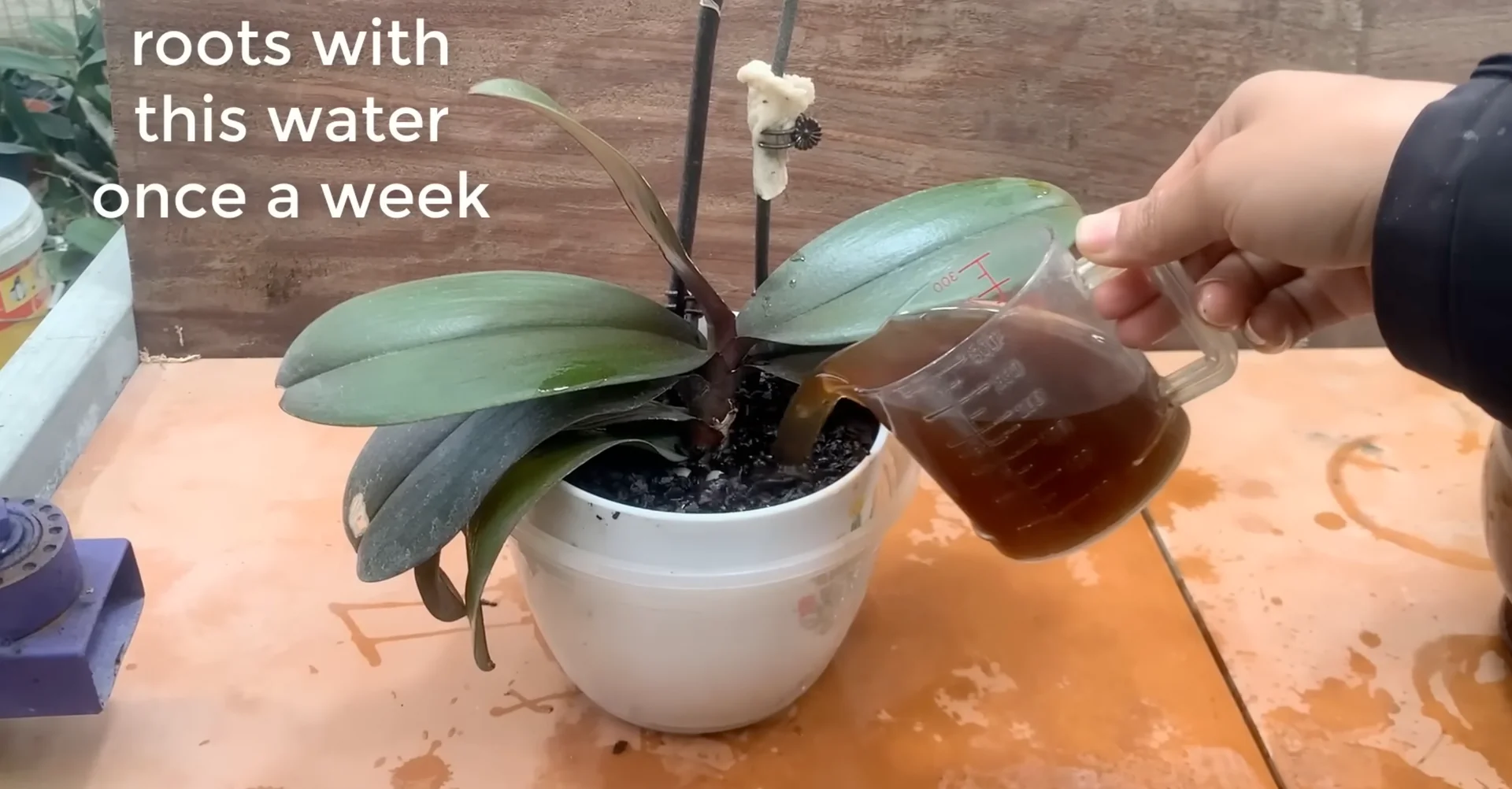 How One Cup Weekly Revives Orchid Blooms Consistently? screenshot 6