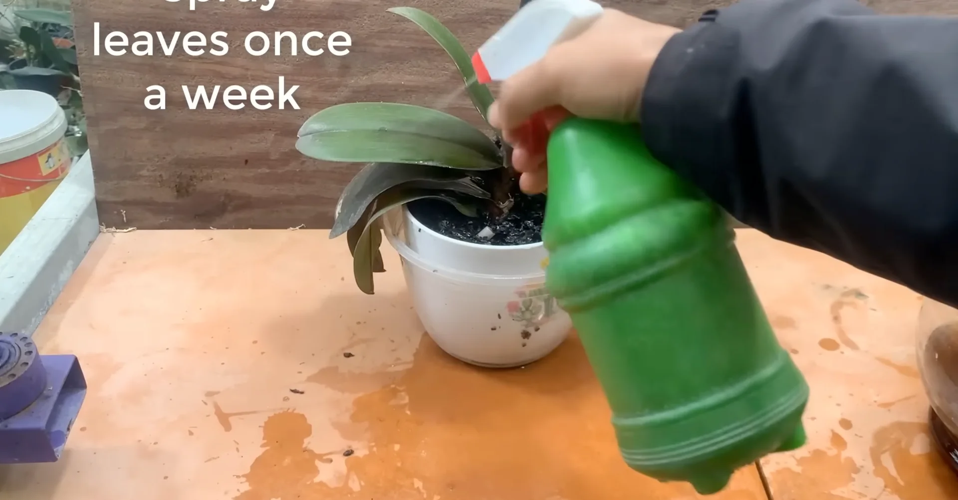 How One Cup Weekly Revives Orchid Blooms Consistently? screenshot 7