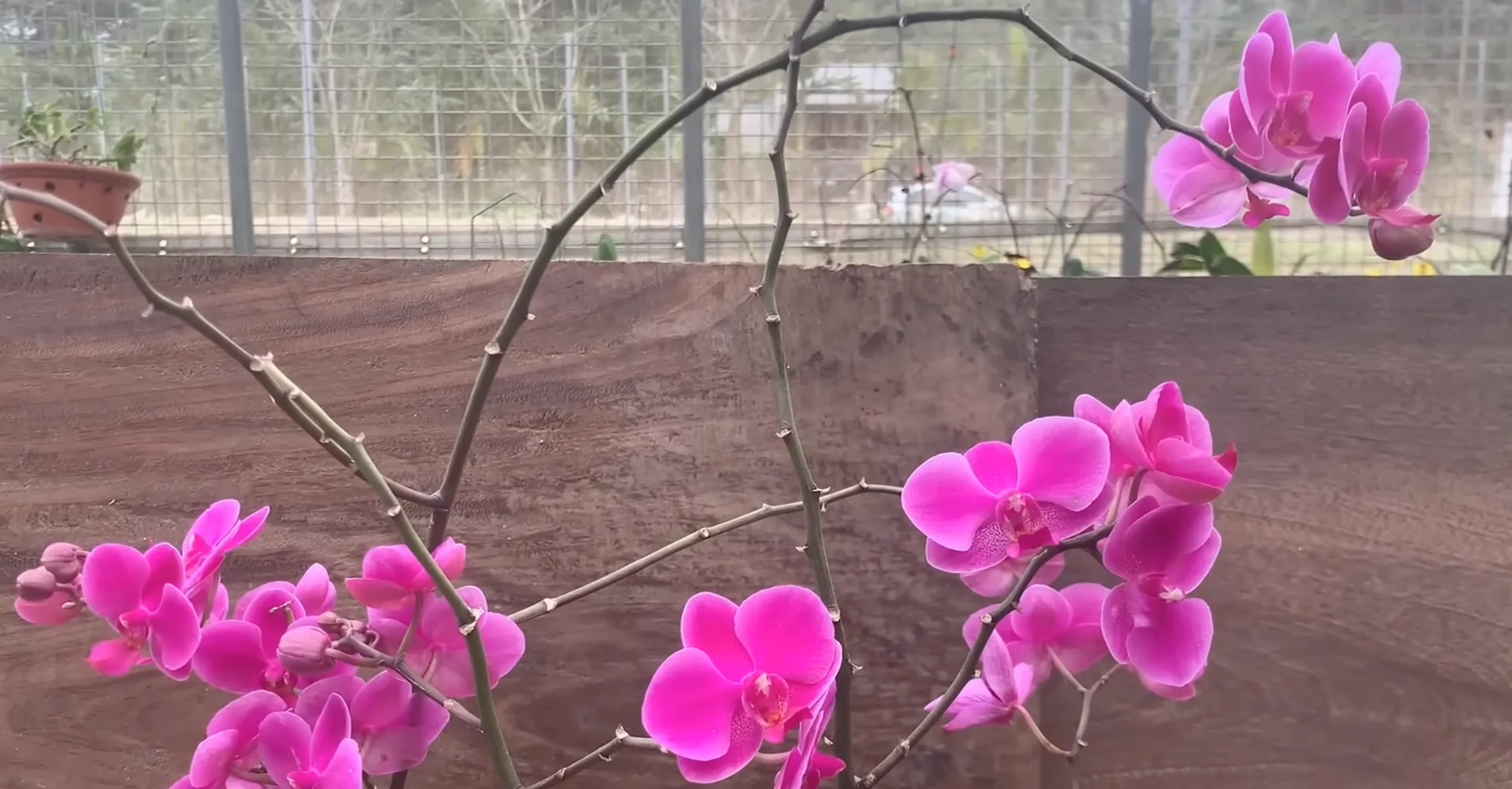 How One Cup Weekly Revives Orchid Blooms Consistently? screenshot 9