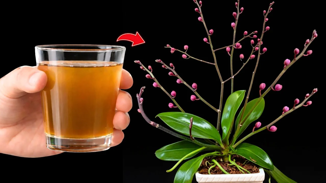 How One Cup Weekly Revives Orchid Blooms Consistently? - Featured Image