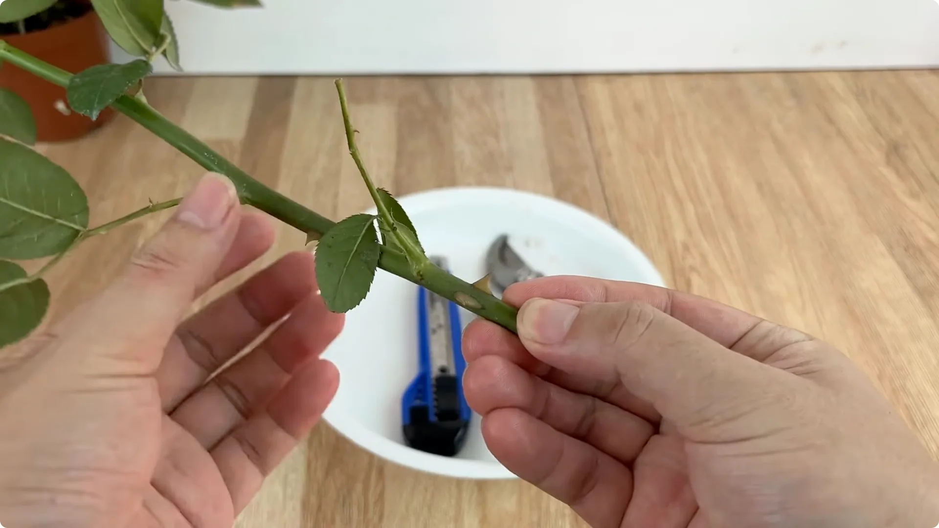 How One Lemon Slice Boosts Rose Growth Surprisingly Fast screenshot 1