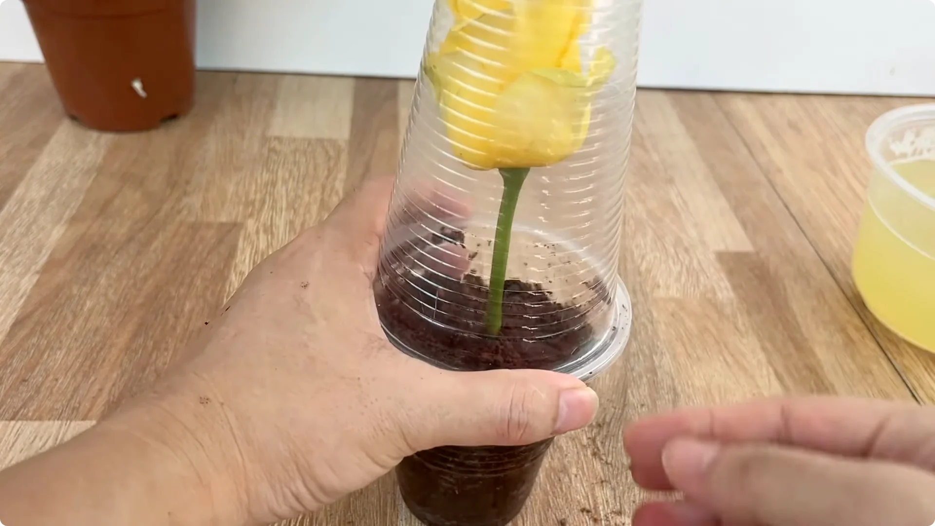 How One Lemon Slice Boosts Rose Growth Surprisingly Fast screenshot 10
