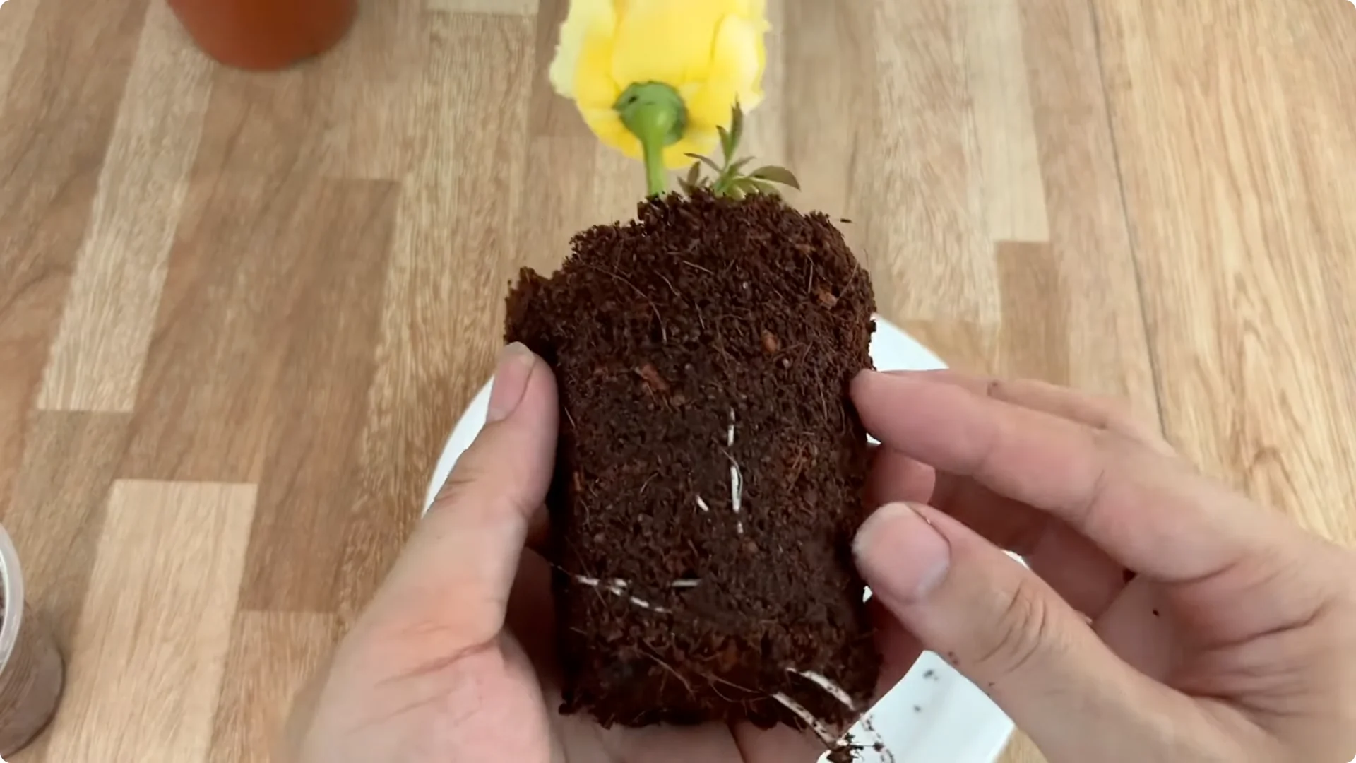 How One Lemon Slice Boosts Rose Growth Surprisingly Fast screenshot 11