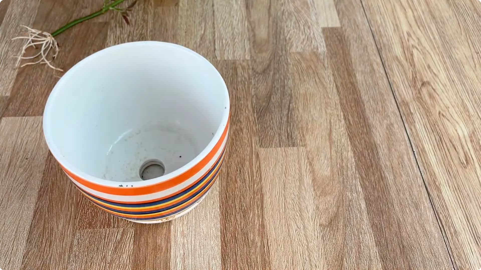 How One Lemon Slice Boosts Rose Growth Surprisingly Fast screenshot 12