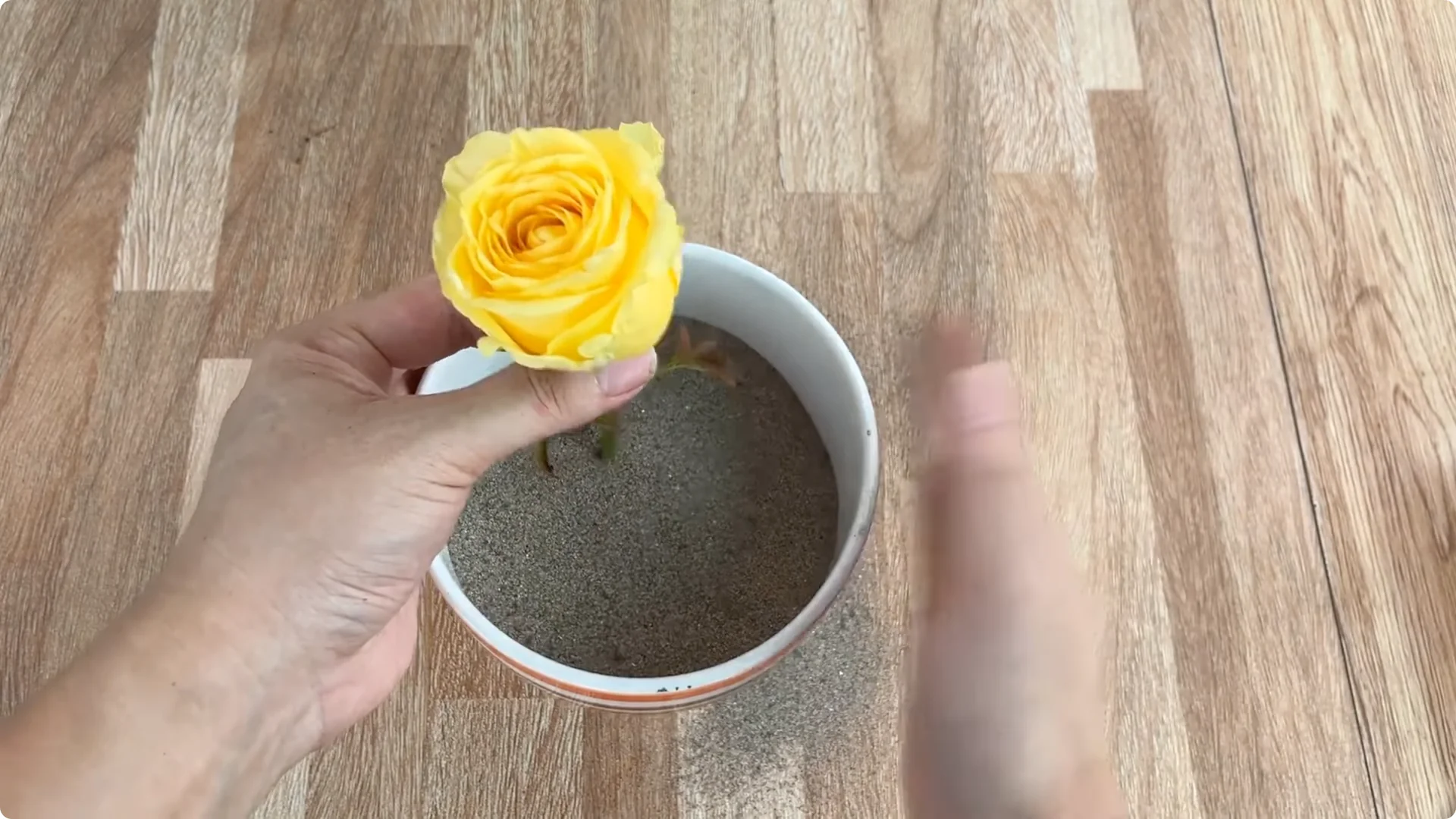 How One Lemon Slice Boosts Rose Growth Surprisingly Fast screenshot 13