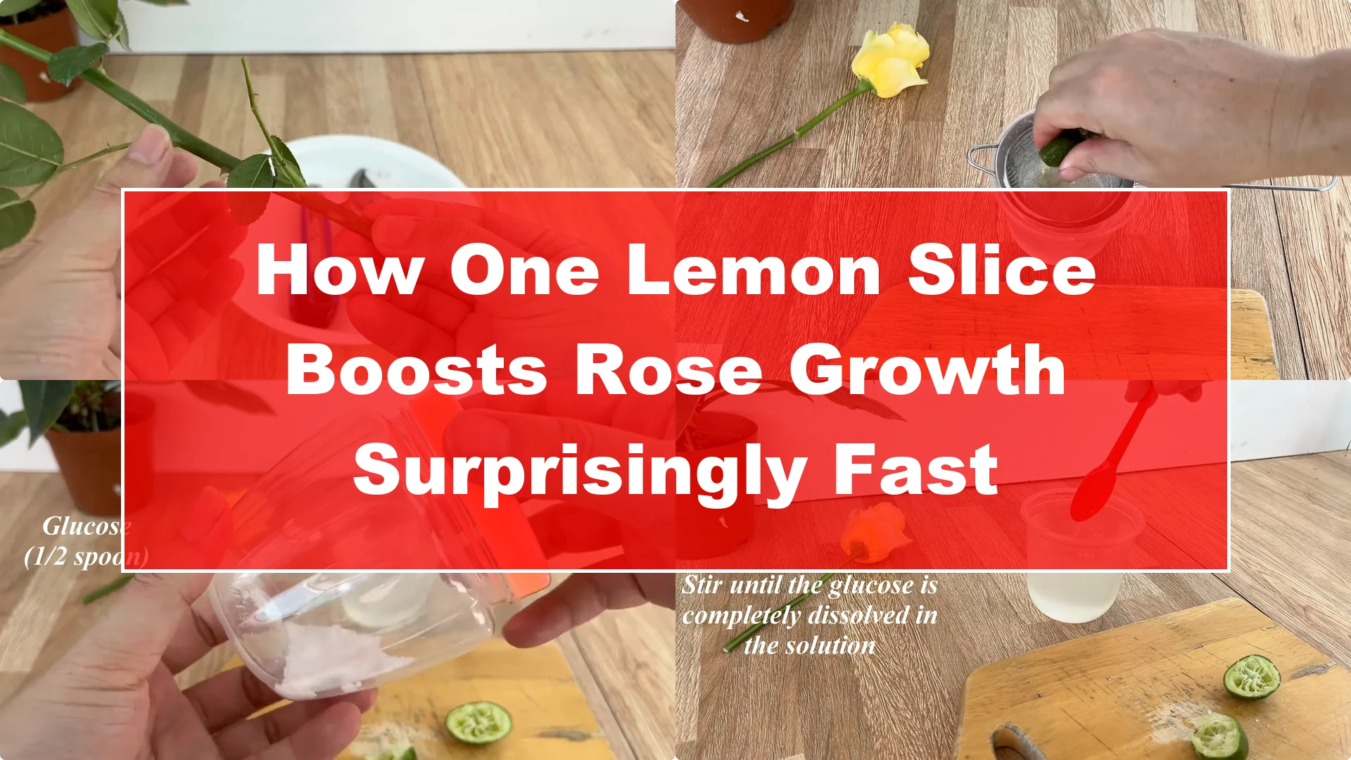 How One Lemon Slice Boosts Rose Growth Surprisingly Fast - Featured Image