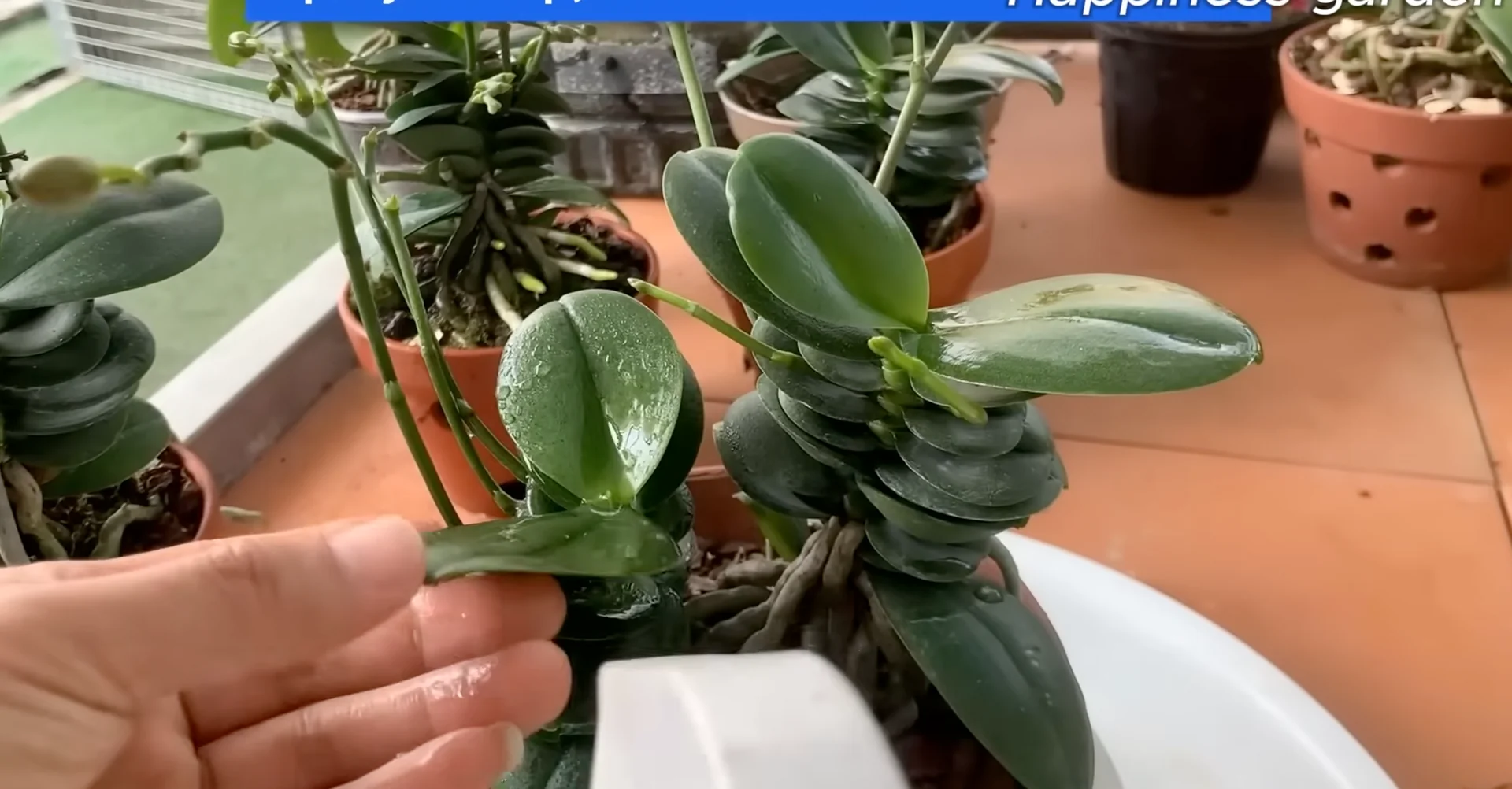 How One Monthly Cup Helps Orchids Thrive and Bloom Again? screenshot 10