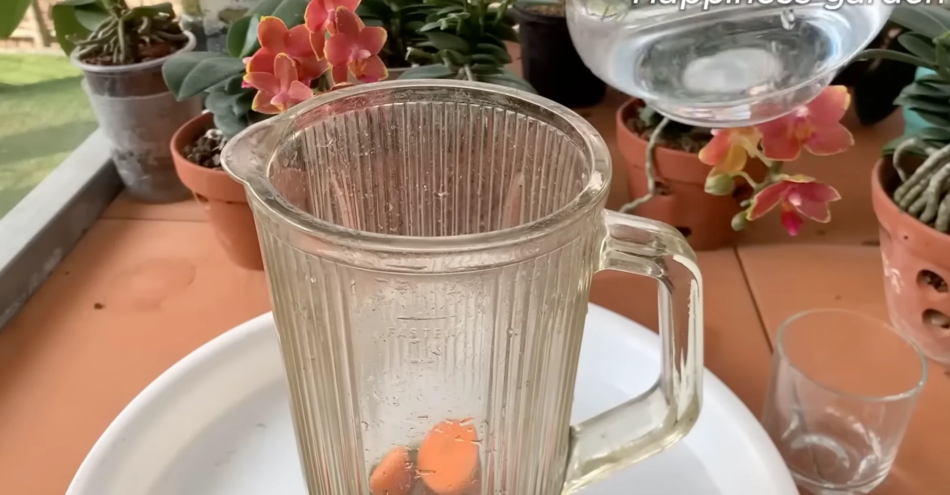 How One Monthly Cup Helps Orchids Thrive and Bloom Again? screenshot 4