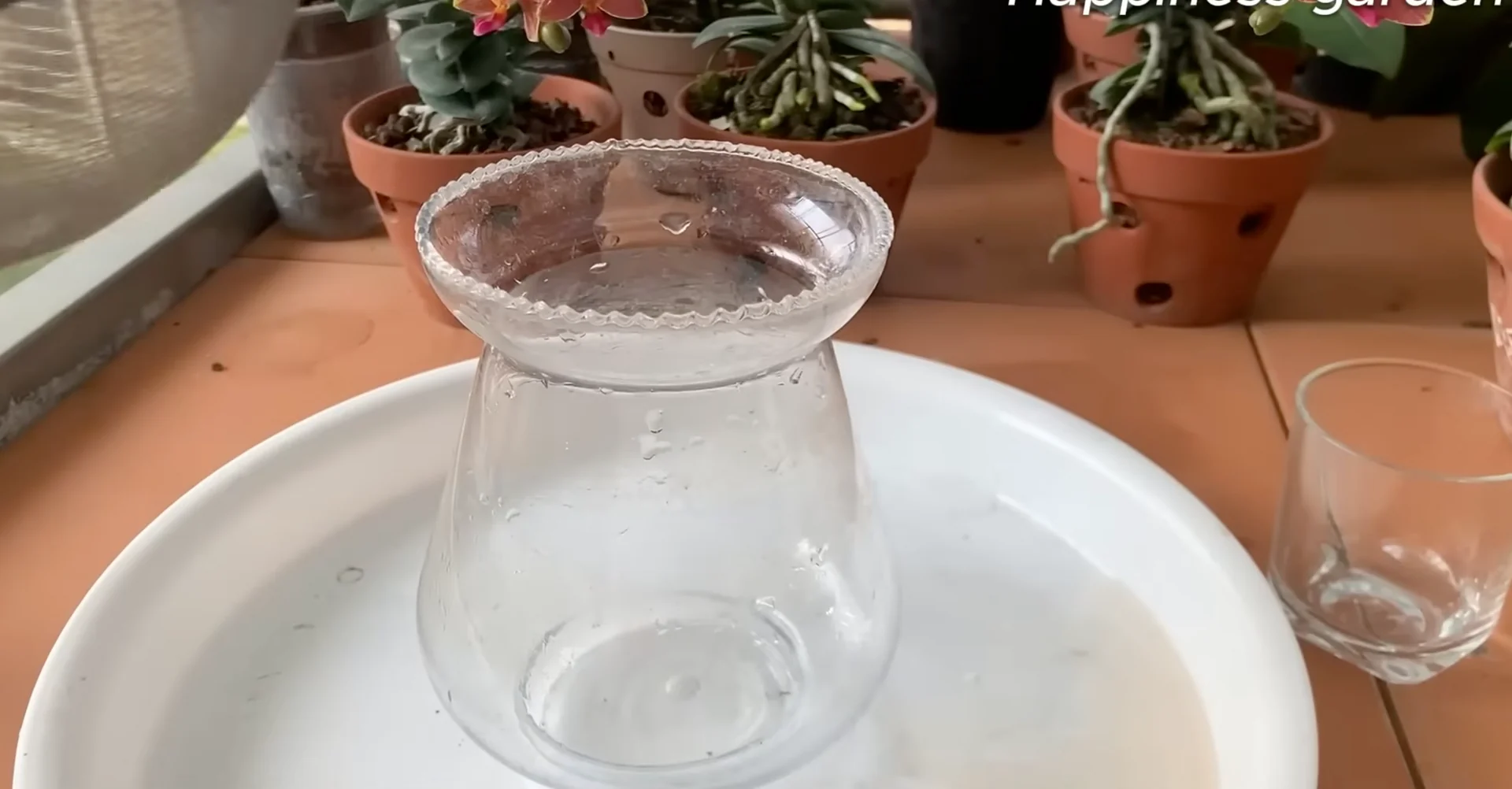 How One Monthly Cup Helps Orchids Thrive and Bloom Again? screenshot 5