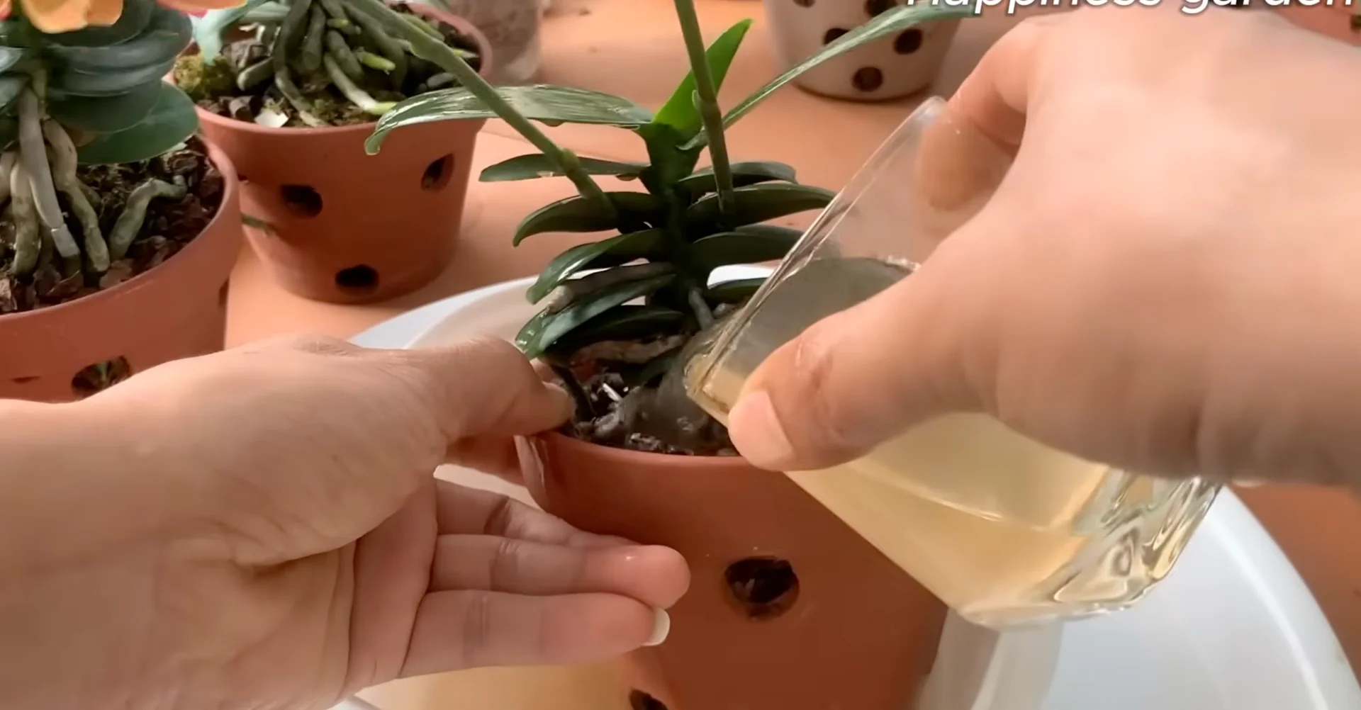 How One Monthly Cup Helps Orchids Thrive and Bloom Again? screenshot 8