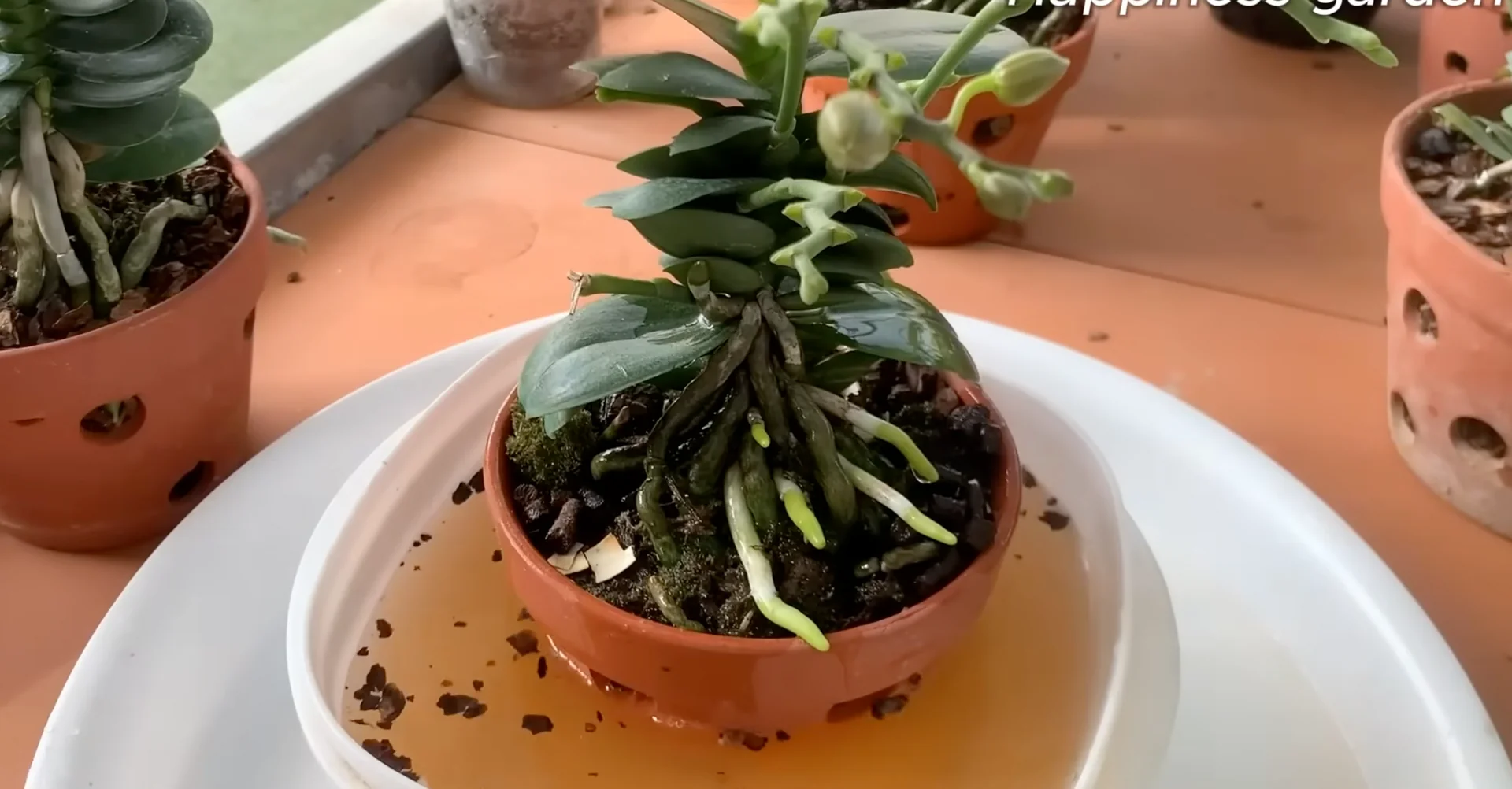 How One Monthly Cup Helps Orchids Thrive and Bloom Again? screenshot 9