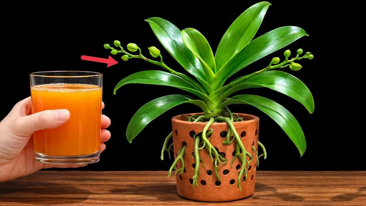 How One Monthly Cup Helps Orchids Thrive and Bloom Again? - Featured Image