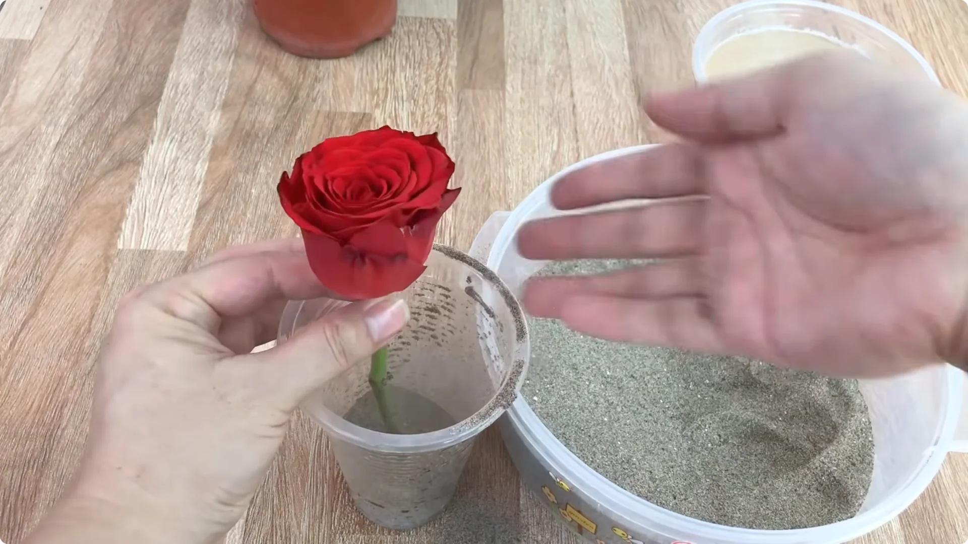 How One Potato Helped the Rose Branch Grow Stronger Than Ever screenshot 4