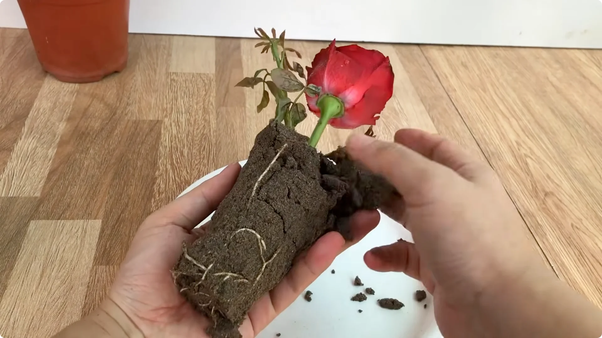 How One Potato Helped the Rose Branch Grow Stronger Than Ever screenshot 6