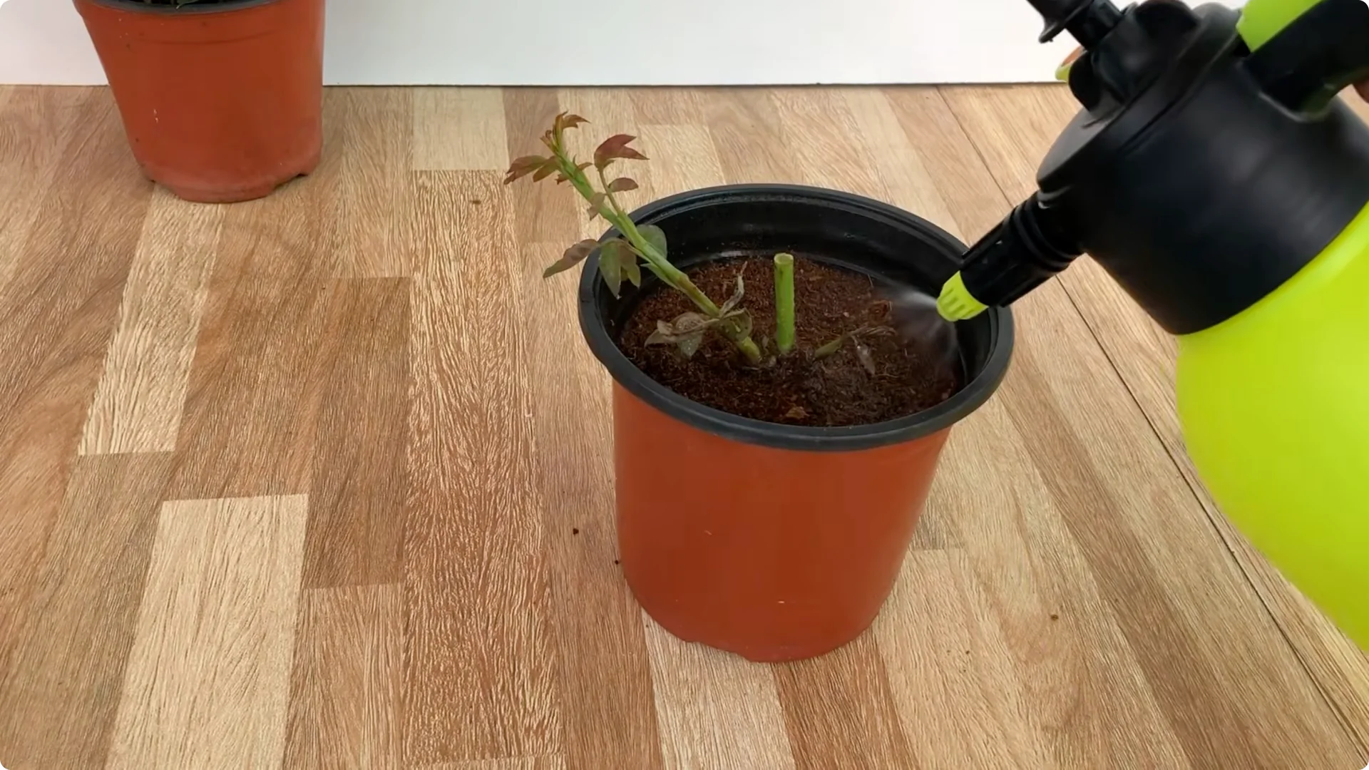 How One Potato Helped the Rose Branch Grow Stronger Than Ever screenshot 7