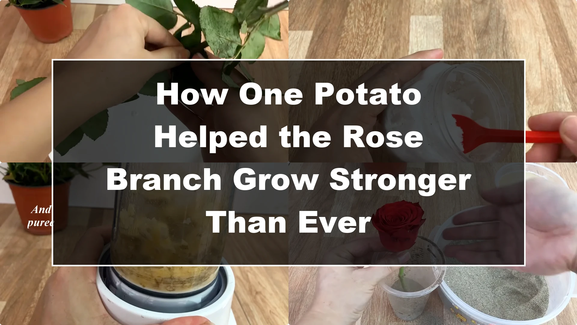 How One Potato Helped the Rose Branch Grow Stronger Than Ever - Featured Image