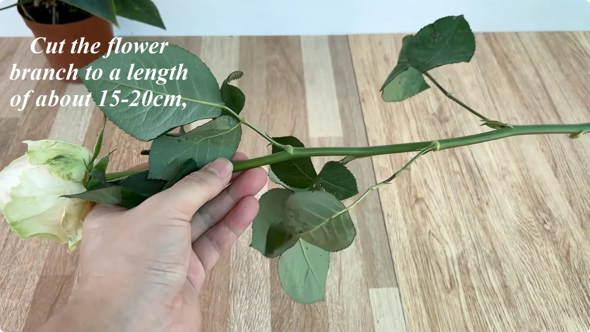 How One Simple Cup Grows 1001 Roots and Year-Round Roses screenshot 1