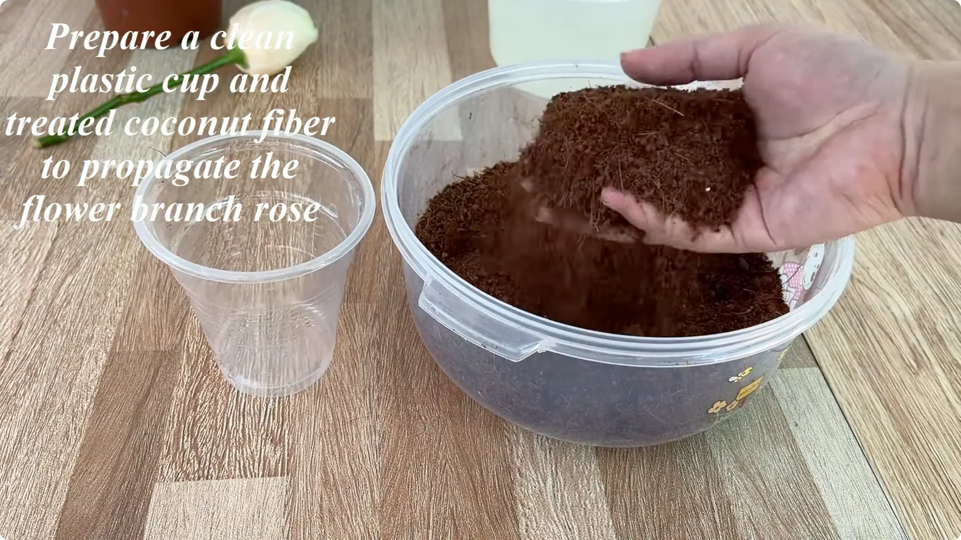 How One Simple Cup Grows 1001 Roots and Year-Round Roses screenshot 6