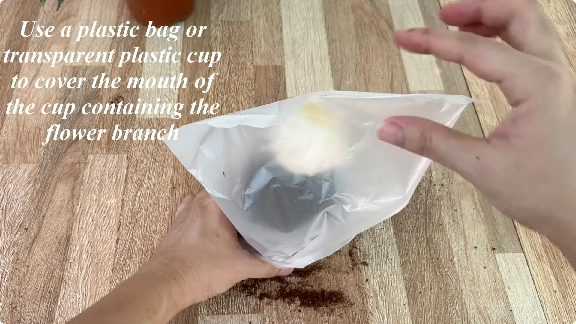How One Simple Cup Grows 1001 Roots and Year-Round Roses screenshot 7