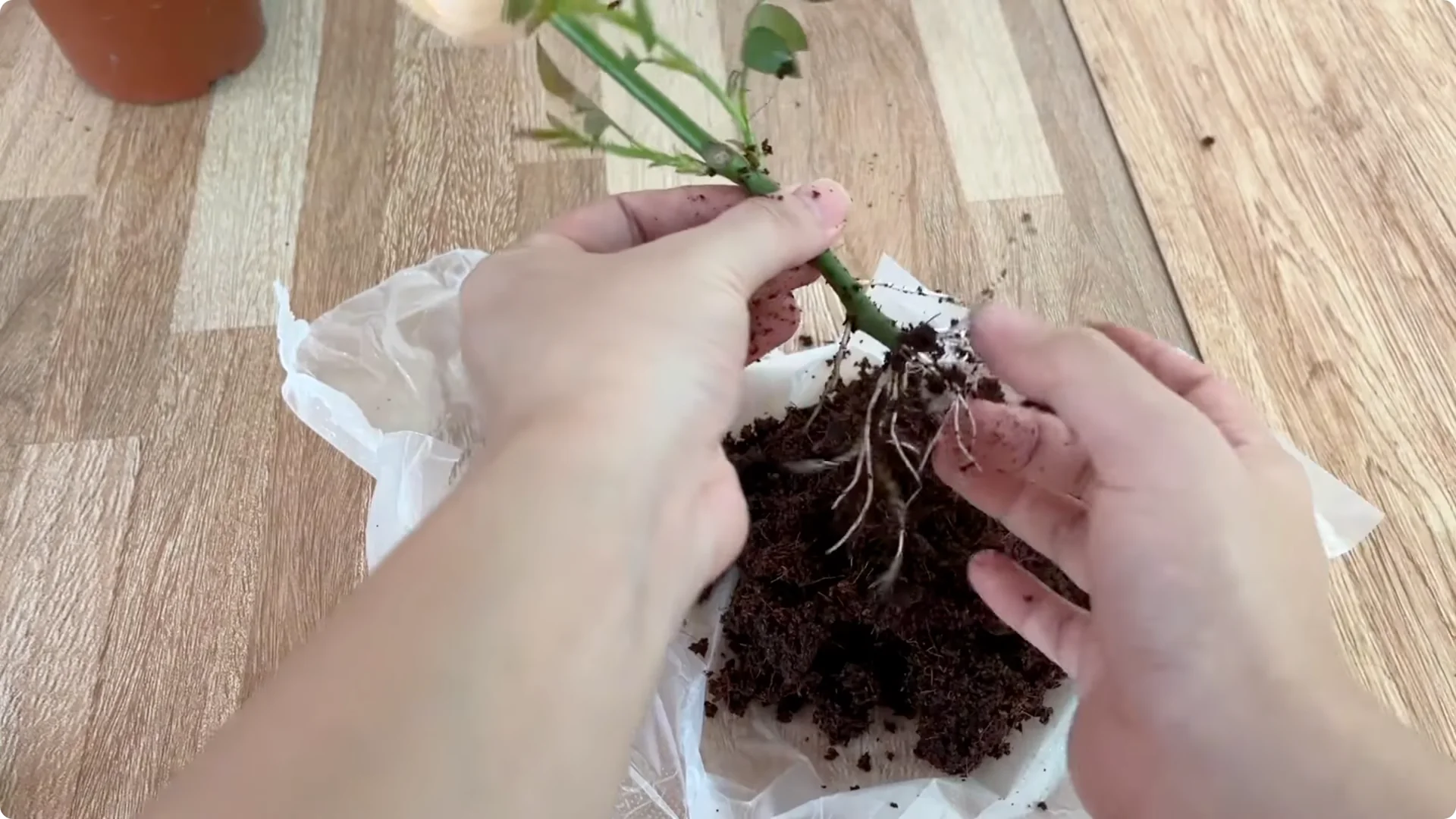 How One Simple Cup Grows 1001 Roots and Year-Round Roses screenshot 8