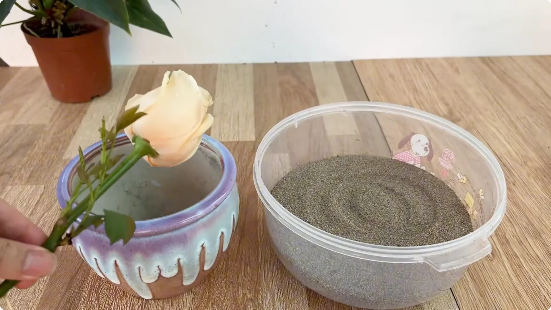 How One Simple Cup Grows 1001 Roots and Year-Round Roses screenshot 9