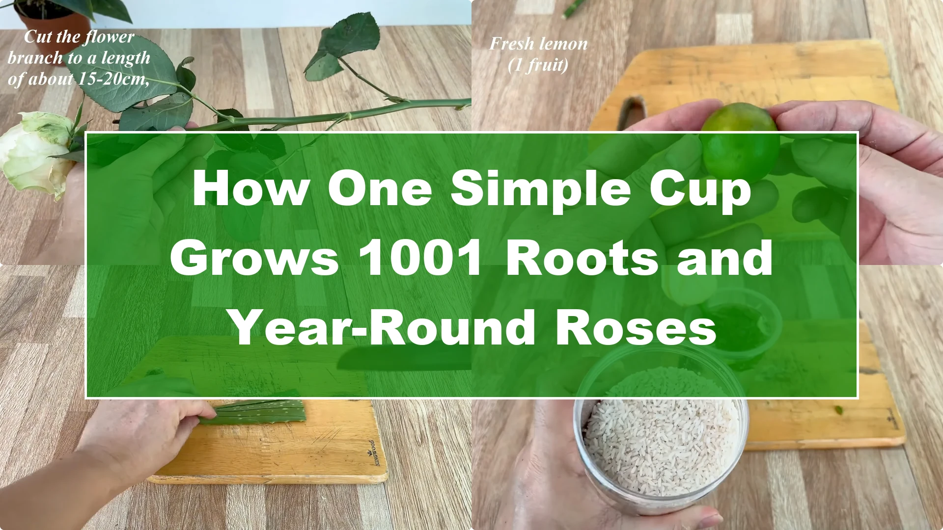 How One Simple Cup Grows 1001 Roots and Year-Round Roses - Featured Image