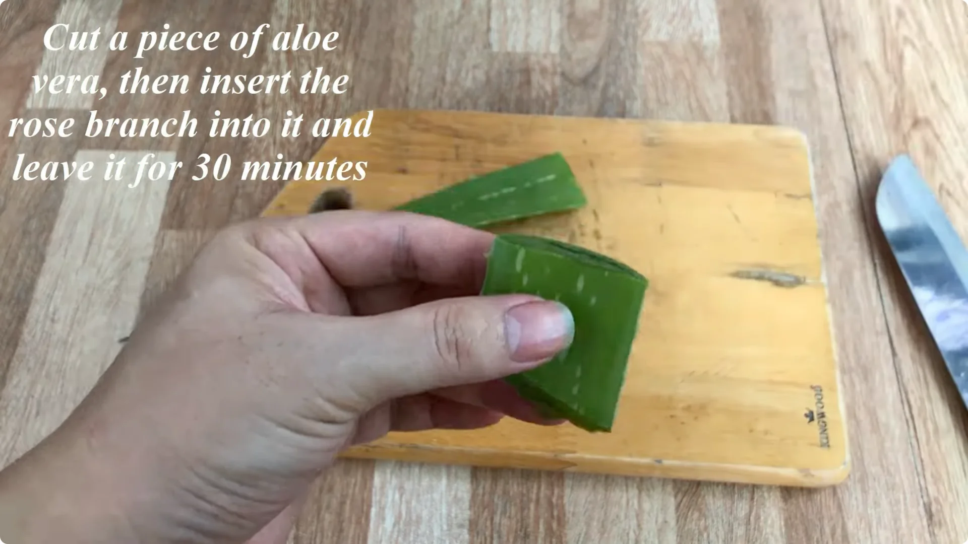How One Simple Cup Unlocks Perfect Rose Propagation Every Time screenshot 1