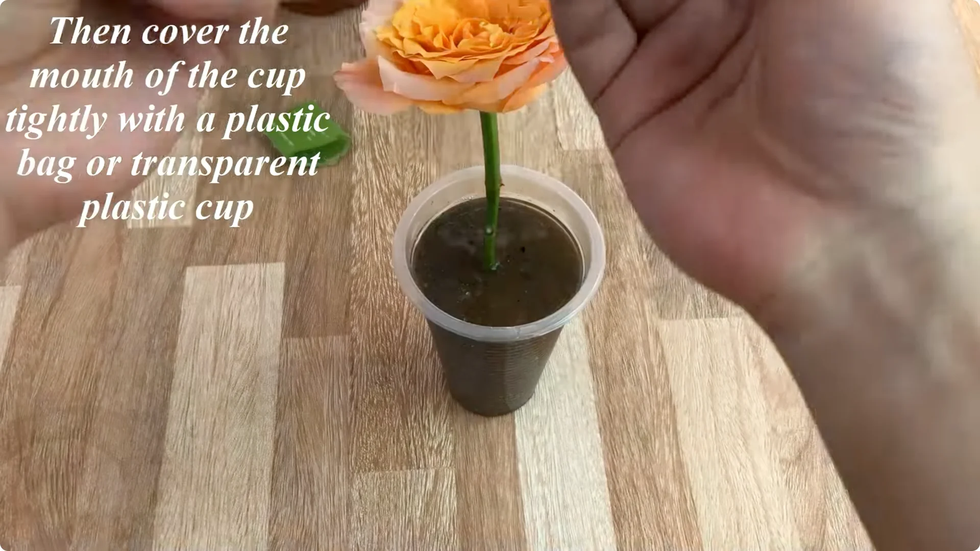 How One Simple Cup Unlocks Perfect Rose Propagation Every Time screenshot 7