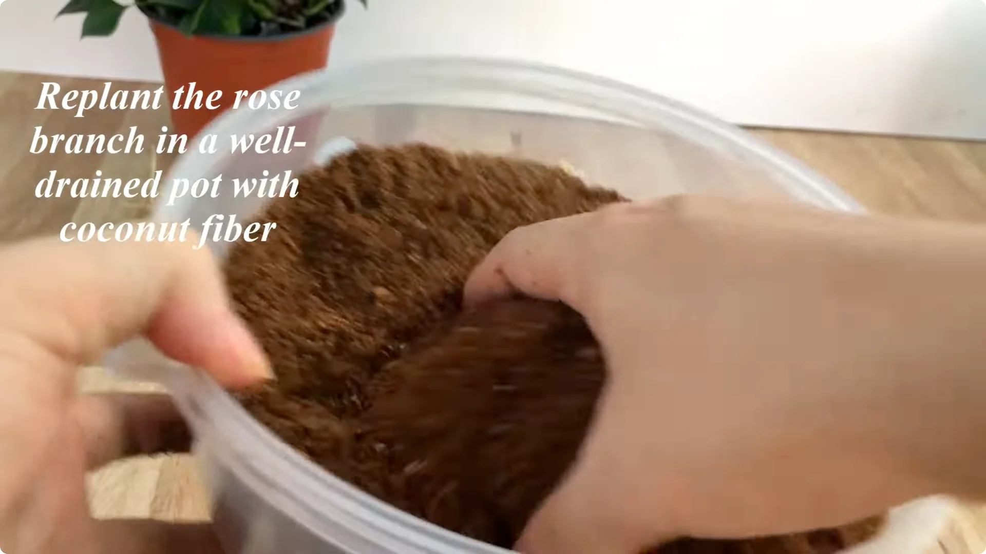How One Simple Cup Unlocks Perfect Rose Propagation Every Time screenshot 8