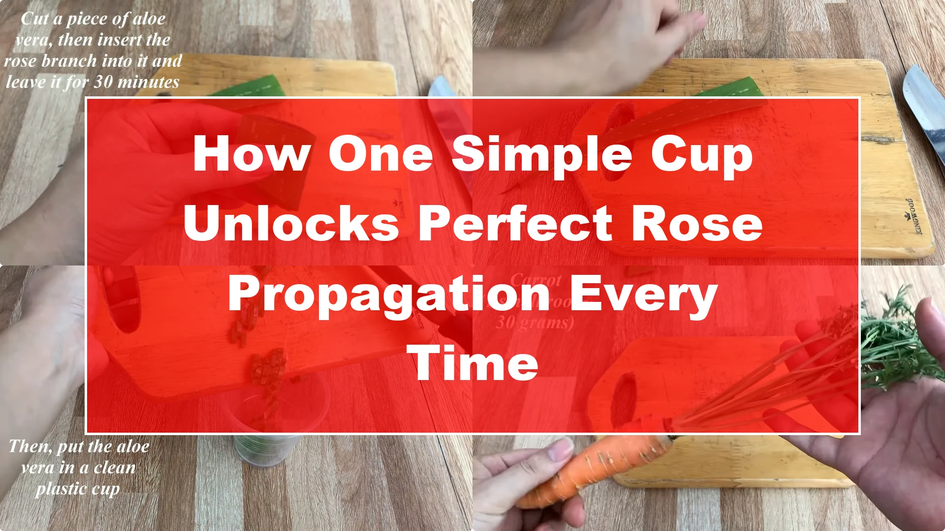 How One Simple Cup Unlocks Perfect Rose Propagation Every Time - Featured Image