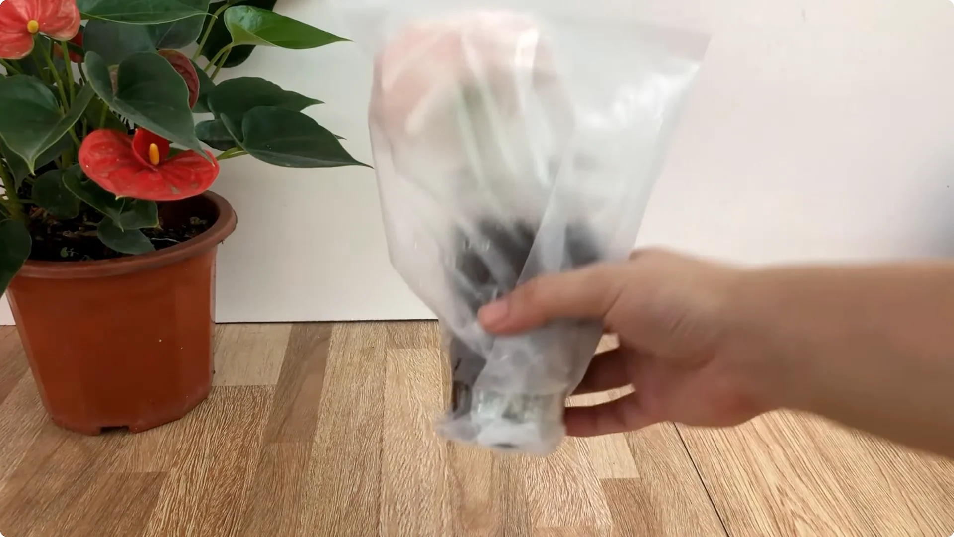 How One Simple Sprinkle Keeps Roses Blooming Year-Round screenshot 10