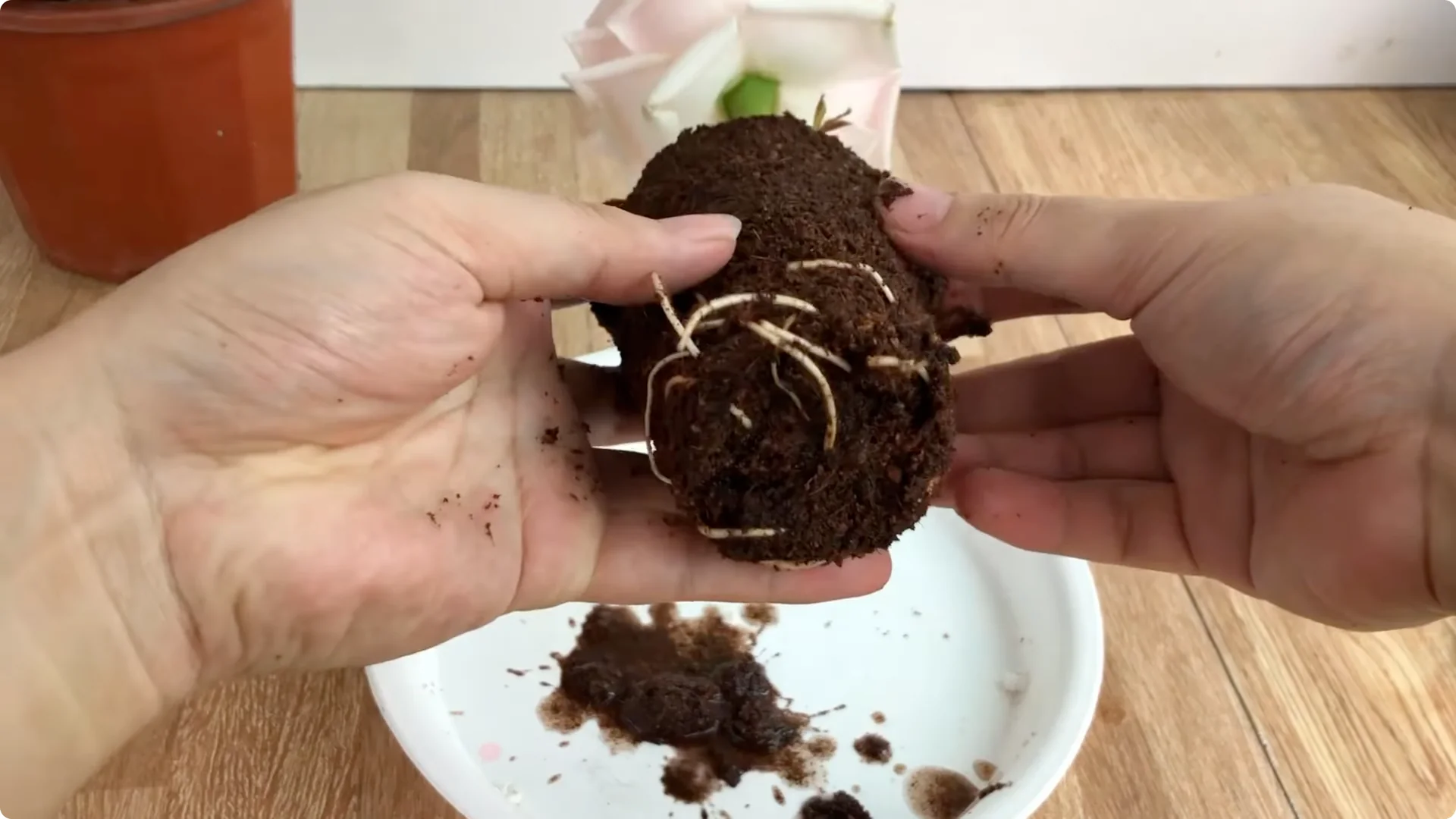 How One Simple Sprinkle Keeps Roses Blooming Year-Round screenshot 11