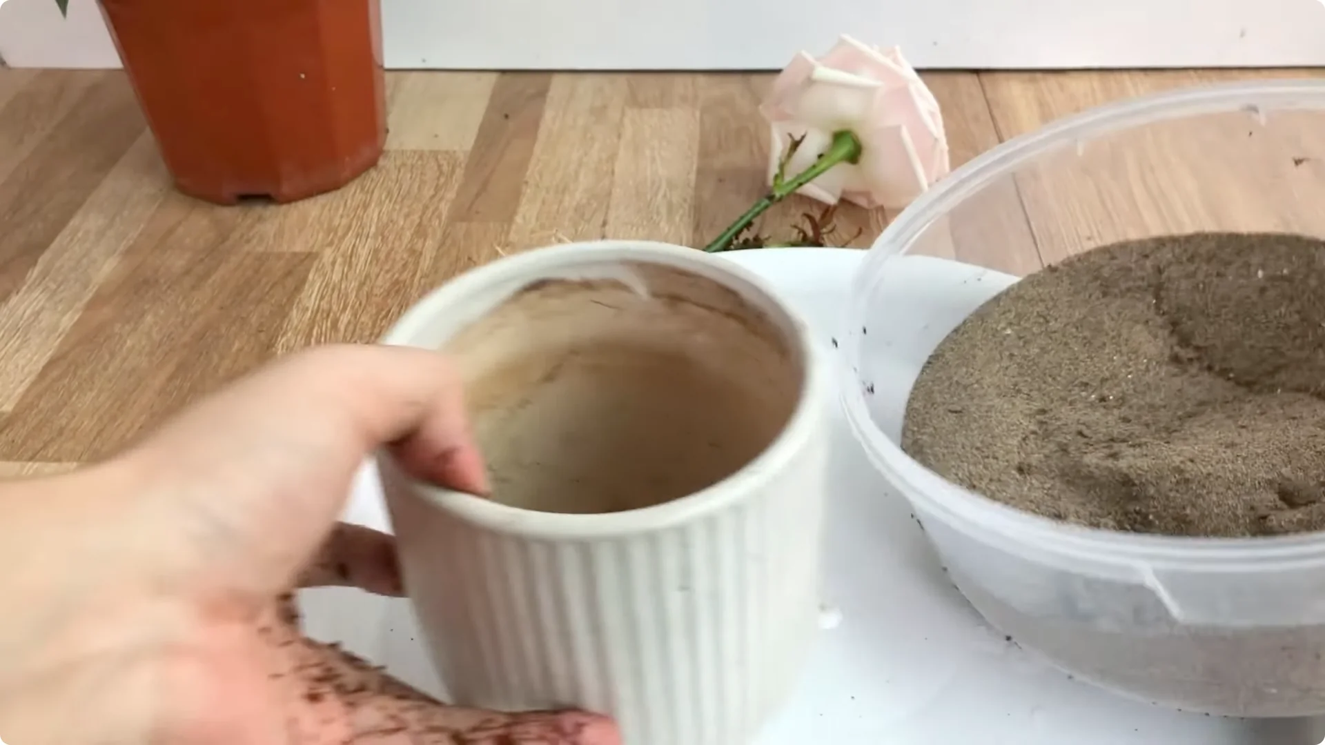 How One Simple Sprinkle Keeps Roses Blooming Year-Round screenshot 12