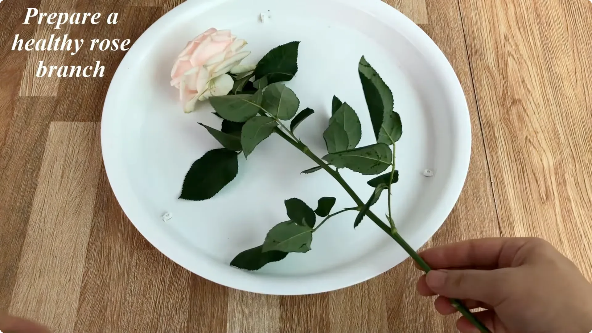 How One Simple Sprinkle Keeps Roses Blooming Year-Round screenshot 3