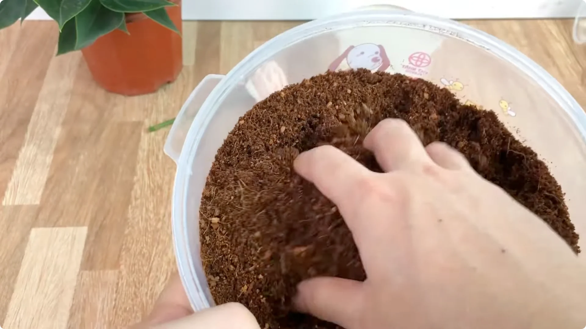 How One Simple Sprinkle Keeps Roses Blooming Year-Round screenshot 7